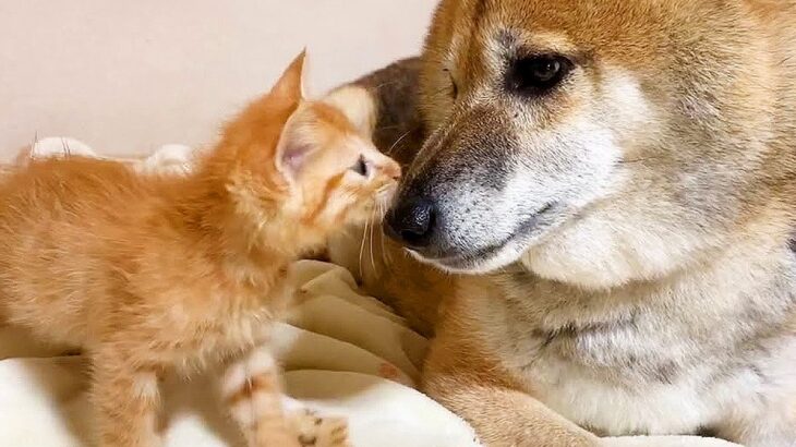 犬が子猫に『バンザイポーズ』で甘えられた結果…あまりの可愛さに『メロメロになる光景』が愛おしいと83万再生「優しいワンコ」「癒される」(ブログ)