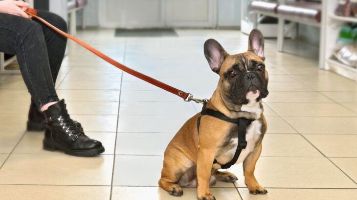 『動物病院が苦手な犬』が多いのはなぜ？考えられる3つの原因と克服するために飼い主ができることとは(ブログ)