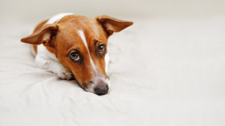 愛犬が病気になる『絶対NGな生活環境』4選　体調不良の原因や対策まで(ブログ)