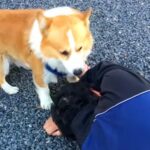 『犬の前で飼い主が倒れたら』ドッキリを仕掛けた結果…まさかの『応急処置』が一生懸命で泣けると34万再生「模範的なわんこ」「賢すぎる」(ブログ)