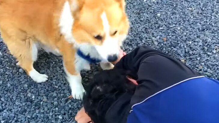 『犬の前で飼い主が倒れたら』ドッキリを仕掛けた結果…まさかの『応急処置』が一生懸命で泣けると34万再生「模範的なわんこ」「賢すぎる」(ブログ)