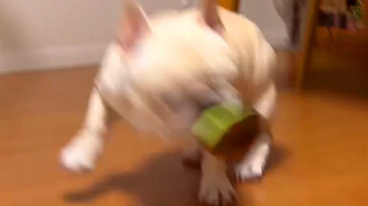 犬が娘に『のんき野郎』と煽られた結果…まさかの『怒り爆発』する姿が可愛すぎると43万再生「めっちゃキレがいいｗ」「日本語理解してそう」(ブログ)