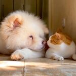 『ただのお昼寝なのに…』仲良くなり過ぎた秋田犬と猫、一緒に眠る光景が尊さを極めていると49万表示「幸せの一言に尽きる」「可愛い」と悶絶(ブログ)