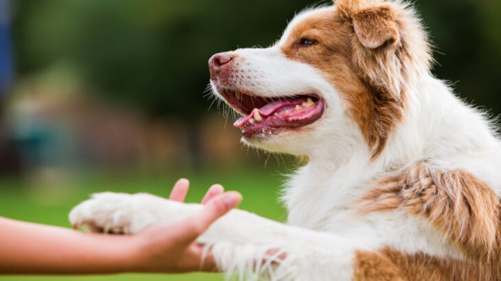 犬が飼い主を『喜ばせよう』としているときの行動5選　絶対に見逃したくない可愛すぎる行為とは？(ブログ)