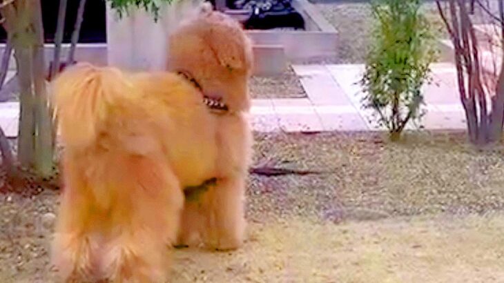 大型犬との鬼ごっこ中に『隠れてみた』結果…可愛すぎる『リアクション』と結末が282万再生「あれ？ってお顔ｗ」「すごく幸せな光景」(ブログ)