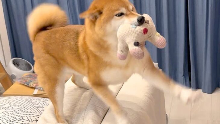 犬が『出張から帰ったお父さん』をお出迎えした結果…独特すぎる『超高速チョイチョイ』が面白いと23万再生「癖強くて草」「疲れ吹っ飛ぶ」(ブログ)