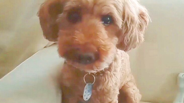 『人間がこわい…』元繁殖犬を過酷な環境からレスキューした結果…『生まれ変わった姿』が感動的だと3万再生「泣いた」「胸が熱くなる」(ブログ)