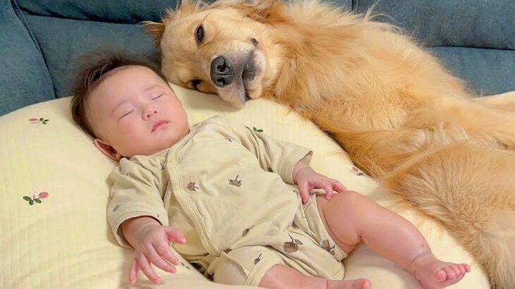 赤ちゃんが寝ている間に大型犬がしていること…優しすぎる『まさかの配慮』が尊すぎると20万再生「遠慮がちで可愛い」「なんて微笑ましいの」(ブログ)