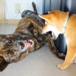柴犬がイタズラした結果…賢すぎる甲斐犬の行動と『まさかの展開』に賞賛「こんな子いるんだ…感動」「部下に好かれる中間管理職」と29万再生(ブログ)