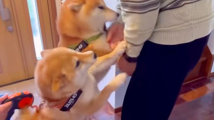 犬が『大好きなおじいちゃん』に会いに行った結果…テンション爆上がりで『覚醒する姿』が面白可愛いと27万再生「靴下泥棒ｗ」「いい笑顔」(ブログ)
