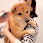 『お風呂嫌いの柴犬を洗うと…』大パニックでおばあちゃんにすがる姿が可愛すぎると7万再生「現場の臨場感が伝わってくるｗ」「必死で笑った」(ブログ)