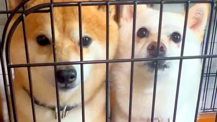 2匹の犬が『ケージから出して』の催促をした結果…男の子と女の子の『性格が違い』が面白すぎると99万再生「黙ってアピールｗ」「人と同じ」(ブログ)