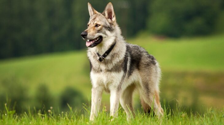 日本では滅多に見かけることができない『珍しい犬種』４つ　国内で暮らしている頭数や特徴、原産国までご紹介(ブログ)