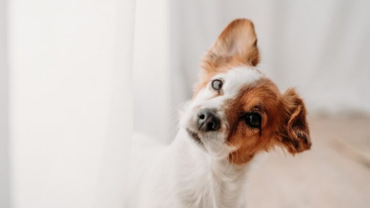 犬が混乱してしまう『名前』4選　愛犬を困らせるNGな名付け方や押さえておきたいポイントまで(ブログ)