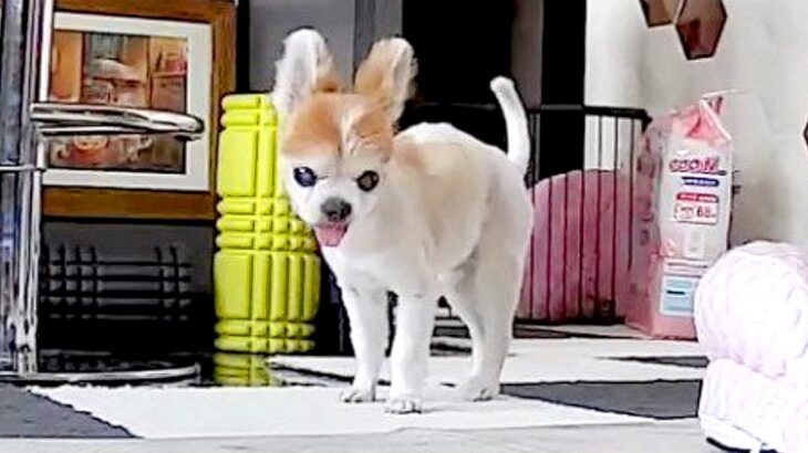 会社から『犬をカメラで覗いてみた』結果…衝撃的な『お留守番の悲劇』に思わず絶叫「叫ぶしかなくて草」「出るものは出るｗ」と16万再生(ブログ)
