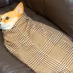 犬が丁寧に包まれてしまった結果…まるで『ミノムシ』のような姿が可愛すぎると82万再生「されるがままｗ」「タッチするのたまらん」と悶絶(ブログ)