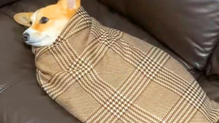 犬が丁寧に包まれてしまった結果…まるで『ミノムシ』のような姿が可愛すぎると82万再生「されるがままｗ」「タッチするのたまらん」と悶絶(ブログ)
