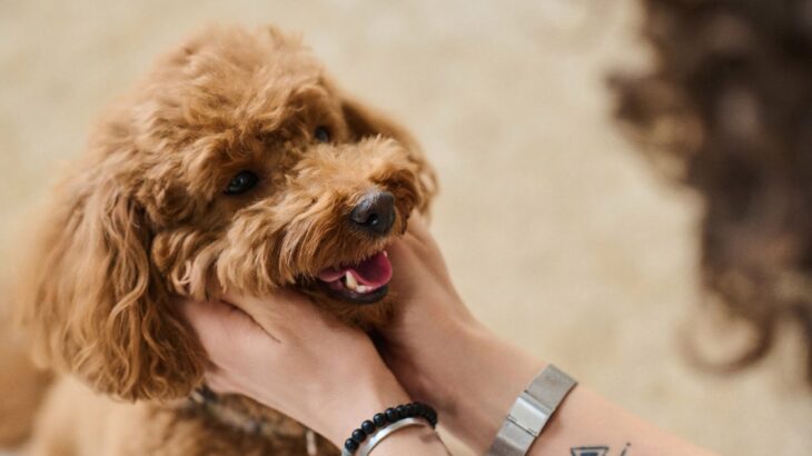 犬を安心させられる『声のトーン』ってどれくらい？実は苦手な声や注意点、意識すべきことまでご紹介(ブログ)