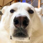 犬を下アングルで撮影した結果…『シロクマにしか見えない姿』に2万4000いいね集まる「よく見てもシロクマで草」「おじさんの自撮り？」と爆笑(ブログ)
