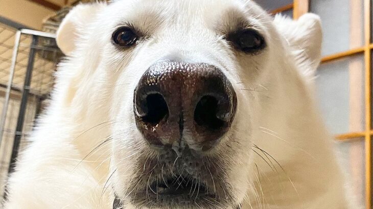 犬を下アングルで撮影した結果…『シロクマにしか見えない姿』に2万4000いいね集まる「よく見てもシロクマで草」「おじさんの自撮り？」と爆笑(ブログ)