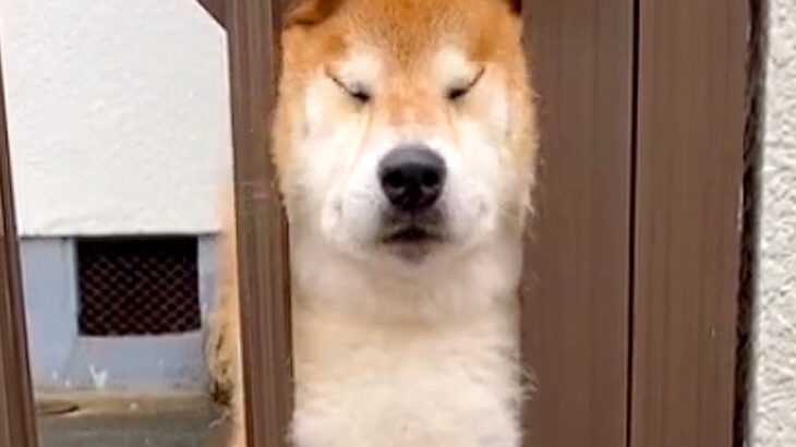 『どういう感情？』犬が柵に挟まってしまった結果…シュール過ぎる光景と戻り方に爆笑「脱皮みたいで草」「静かに戻るの可愛いｗ」と86万再生(ブログ)