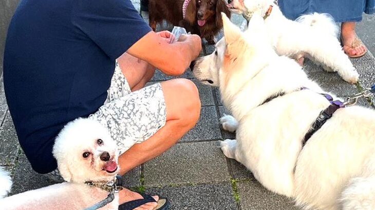 『小型犬好きなご近所さん』に大型犬がした行動…まさかの『小さいフリをする姿』が38万表示「一生懸命」「小さく見せてるの可愛すぎｗ」(ブログ)