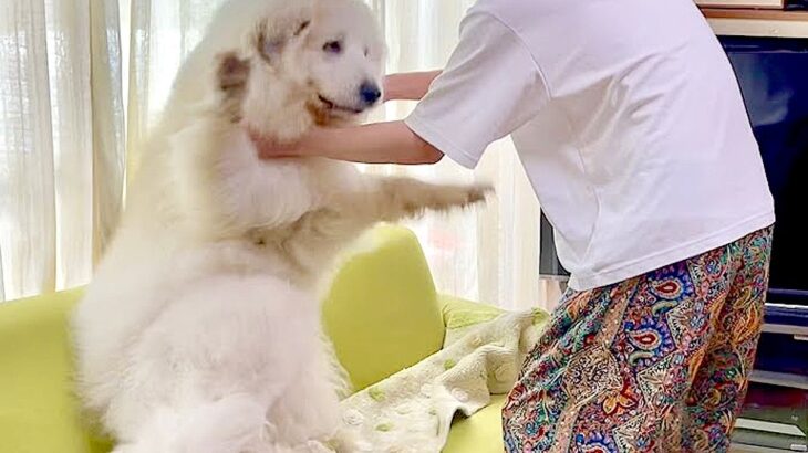 汚れた超大型犬を『丸洗い』しようとした結果…豪快すぎる『駄々をこねる姿』が17万再生「ヤダヤダモードで草」「虚無顔可愛すぎるｗ」と話題(ブログ)