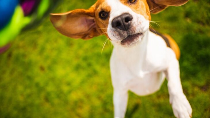 すぐに『興奮してしまう』犬種3選　落ち着かせる方法や飼い方のポイントまで(ブログ)