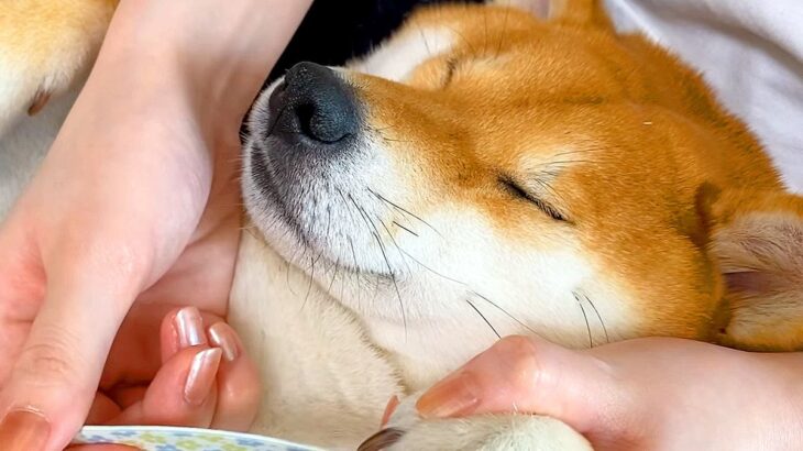犬の爪をケアしていたら…まるで『専用ネイルサロン』に来たかのような光景が22万再生「女子力高い」「腕を折りたたんでて可愛すぎる」と悶絶(ブログ)