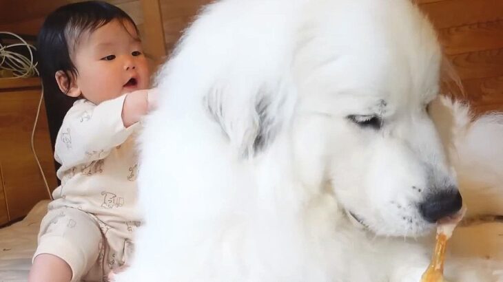 超大型犬が赤ちゃんに初めて『頭をポンポンされた』結果…面白過ぎる『まさかの反応』が42万再生「ツンデレかな？」「ほっこり」と大絶賛(ブログ)