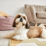 犬にとって『危険な床』の特徴3つ　重度の怪我を招くことも…安全対策までご紹介(ブログ)