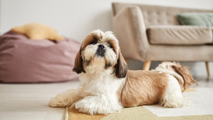 犬にとって『危険な床』の特徴3つ　重度の怪我を招くことも…安全対策までご紹介(ブログ)