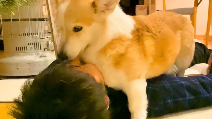 犬の『パパへの愛』が暴走してしまった結果…まさかの壁ドンならぬ『床ドン』をする光景が78万再生「積極的ｗ」「攻めまくってて草」と絶賛(ブログ)