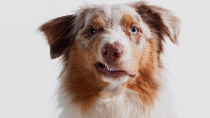 犬が『イライラ』しているときのサイン5つ　精神的な疲れを解消させるために飼い主ができることとは？(ブログ)