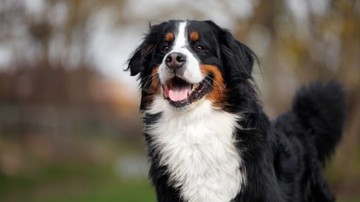 犬がご機嫌なときに見せる5つの行動とは？表情や仕草に表れる心理と飼い主がしてあげられること(ブログ)