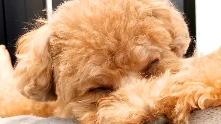 どうしてもパパママと一緒にお昼寝したい犬…気持ちが溢れてしまう『可愛い様子』が95万再生「平和すぎる」「なんて理想的な家族」と絶賛(ブログ)
