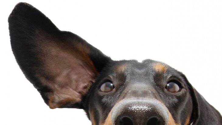 犬が思わず反応してしまう『音』６つ　音の種類によって変わる犬に与える影響や対処法なども解説(ブログ)