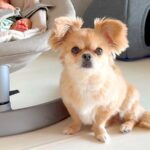 犬と赤ちゃんが一緒に暮らした結果…予想外の『赤ちゃん返り』が可愛すぎると2万7000再生「お姉ちゃんも甘えたいよね」「頑張ったご褒美」(ブログ)