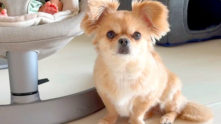 犬と赤ちゃんが一緒に暮らした結果…予想外の『赤ちゃん返り』が可愛すぎると2万7000再生「お姉ちゃんも甘えたいよね」「頑張ったご褒美」(ブログ)