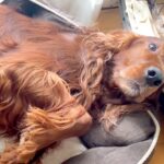 『遊んでほしい犬』VS『洗濯を邪魔されたくない母』…まるでコントのような『愉快な攻防戦』に爆笑「かわいすぎる…」「どや顔ｗ」と2万再生(ブログ)