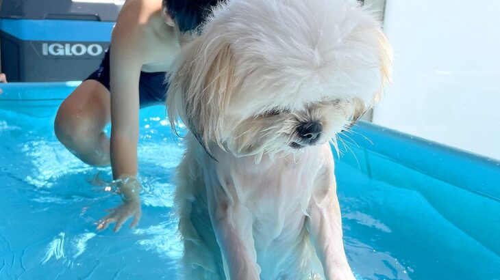 『今日もか…』犬が子どもたちとプールに入った結果…悲壮感がすごい『哀愁漂う姿』に26万いいねの大反響「中に人入ってる？」「表情最高ｗ」(ブログ)