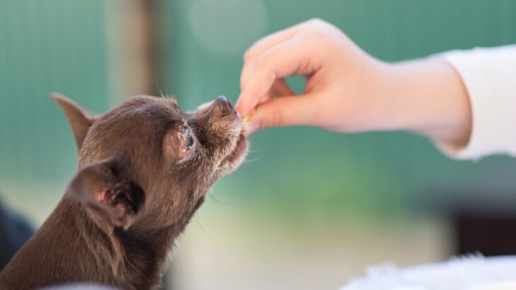 犬に『そうめん』を与えるときの注意点5つ　食べさせる際の適正量まで解説(ブログ)