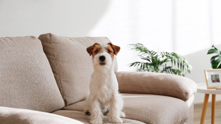 犬が『ソファに乗りたがる』心理5選　主な理由やトラブルを引き起こすリスクとは？(ブログ)