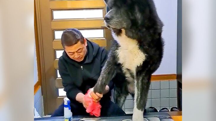 大型犬が家に上がる前にする儀式…お出かけ後の『お利口さん過ぎる姿』が300万再生「信頼関係がバッチリ」「うちの旦那よりえらいｗ」と絶賛(ブログ)