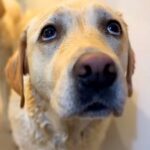 大型犬を『お風呂に入れた』結果…嫌過ぎて『今にも泣きそうな顔』になる光景が可愛いと8万再生「コントみたいで草」「プールは好きなのにｗ」(ブログ)