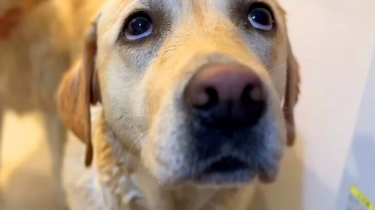 大型犬を『お風呂に入れた』結果…嫌過ぎて『今にも泣きそうな顔』になる光景が可愛いと8万再生「コントみたいで草」「プールは好きなのにｗ」(ブログ)