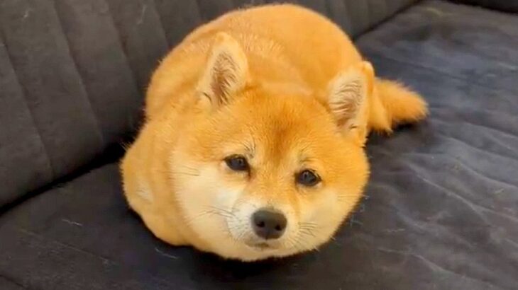 犬が『おててないない』状態に…？まさかの『ツチノコスタイル』が悶絶級に可愛いと1万いいね「猫だけじゃなかったのか」「イモムシーヌ」(ブログ)