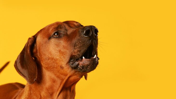 犬が人をバカにしているときにする行動3選　愛犬にナメられないためにできることとは？(ブログ)