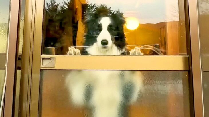 犬2匹の留守番を『初めて隠し撮りした』結果…窓際で見せた『切なすぎる姿』に涙が止まらない「感動した」「健気すぎて泣ける」と7万再生(ブログ)