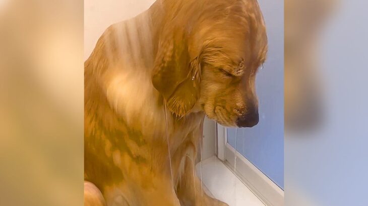 『大型犬がお風呂で絶望…かと思いきや？』まさかの姿が尊すぎると22万再生「寝落ち可愛すぎる」「落ち込んでるのかと思ったｗ」と話題に(ブログ)